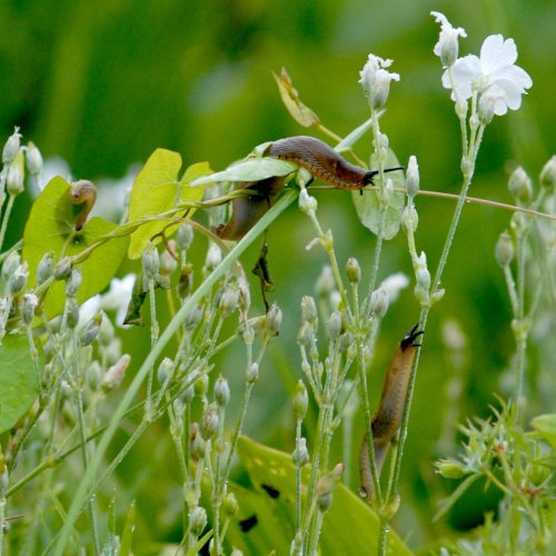 limaces acrobranche